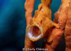 Juvenile Painted Frogfish trying to scare me off in Kubu,... by Charly Clérisse 